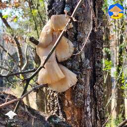 I saw mushrooms on side of a tree. I'm just curious what they are. It's in North Mississippi and idk what kind of tree #2