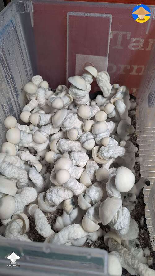 Roger Rabbit mushrooms harvest #5