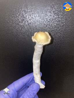Bluey Vuitton harvested last night 👻
