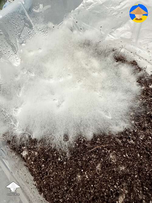 Made spawn to bulk a few days ago - appeared fluffy cobweb growth - contamination or mycelium?