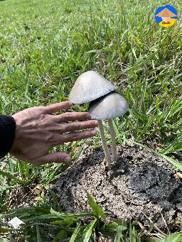 The biggest Panaeolus I’ve ever seen in the wild #2