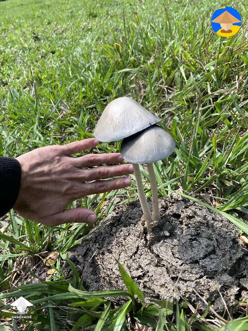 the biggest pan cyans panaeolus cyanescens I’ve ever seen in the wild #2