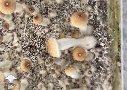 Thai Pink Buffalo shrooms