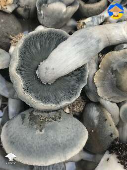 TAT Ghost mushies