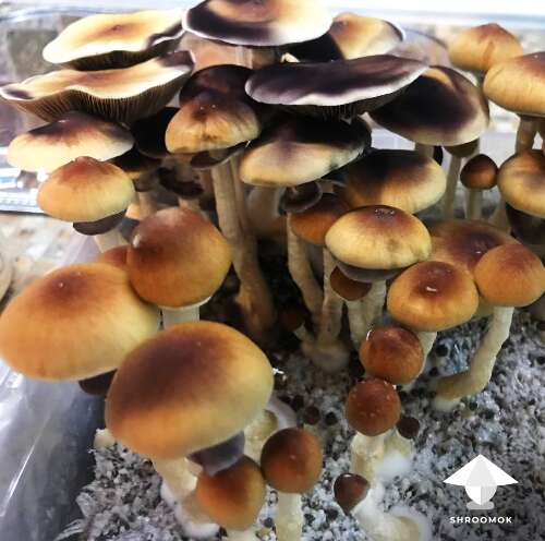 Pink Buffalo magic mushrooms cultivation, small mushroom cakes