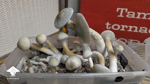 New flush and new harvest BAPER mushrooms #3