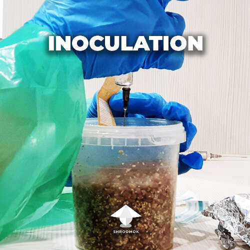 Inoculating grain substrate