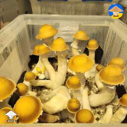 Makilla Gorilla mushrooms