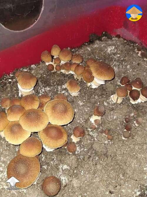 KSSS aka Koh Samui super strain magic mushrooms