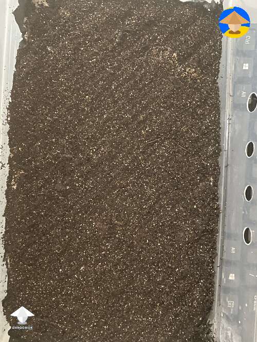 After fork tek put down a true casing layer of non-nutritional Coir/Verm/Peat with hydrated lime