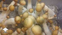 Penis Envy shrooms - time for my very first harvest