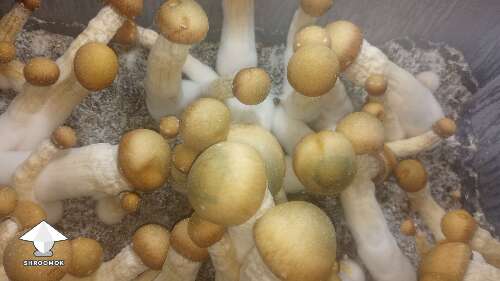 Penis Envy shrooms - time for my very first harvest