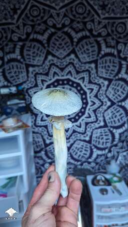 New flush and new harvest BAPER mushrooms #6