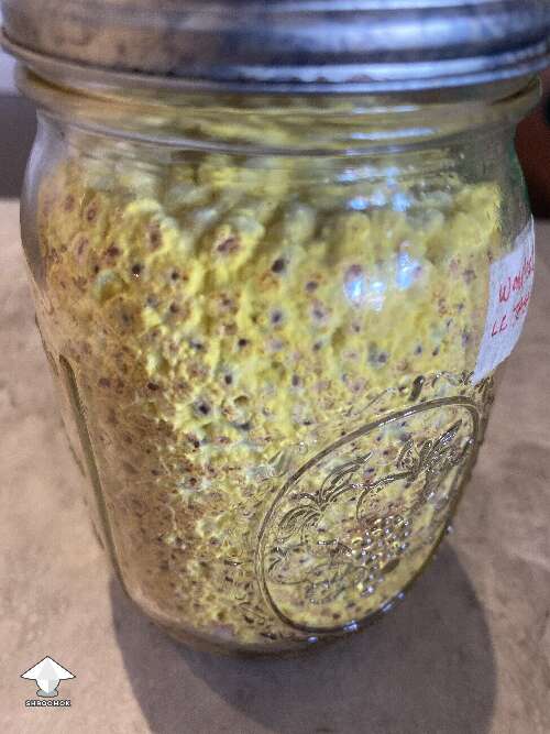 Yellow growth appeared in the spawn jar