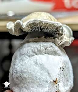 Albino Riptide shroom