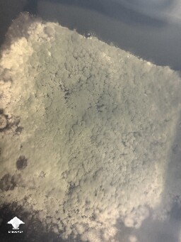 Possibly penicillium mold