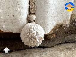 Termite damage in my bathroom molding combined with heavy rains produced this little guy