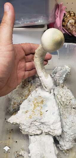 APE Revert another flush the same cake #2