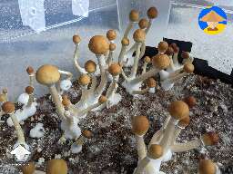 Psilocybe Cubensis JMF