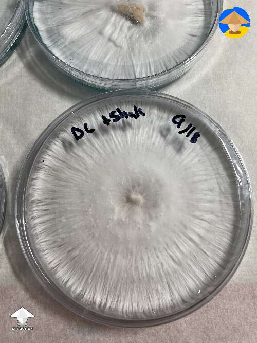 Great rhizomorphic mycelium on agar