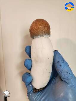 DC mak shroom