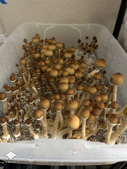 Cubensis Amazonian first flush