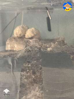 Lions Mane fruiting