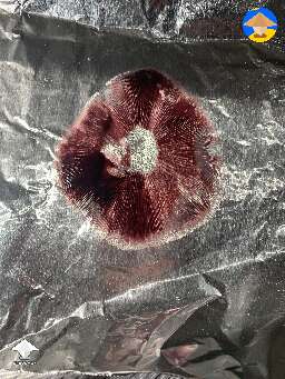 Red spore