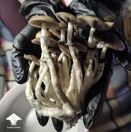 Magic mushroom cluster