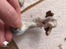Weird South American mushroom