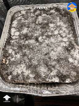 Pinning and fruiting in the grow tent #3