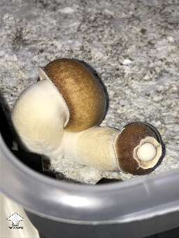 BDPE shrooms with mutated cap
