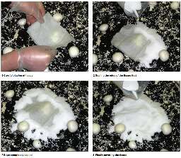 Salt application for cobweb