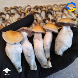 Thai Lipa Yai mushrooms