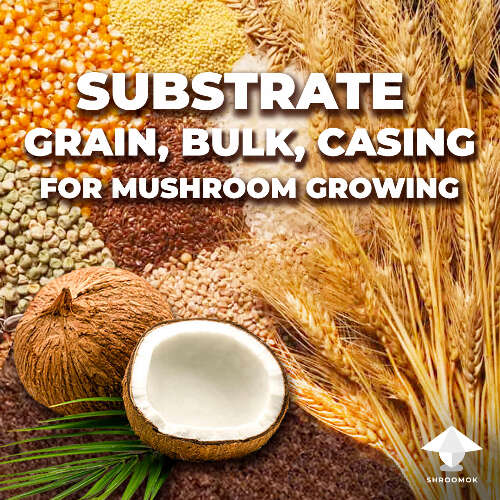 Substrate for mushroom growing grain bulk casing 