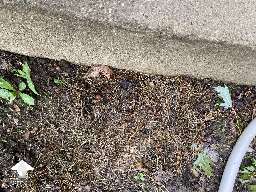 Experiment - successfully have grown psilocybe cubensis Tidal Wave outside next to my back porch