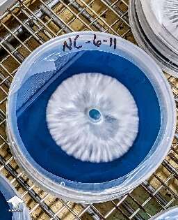 Mushroom cultures on agar - nice mycelium growth #3