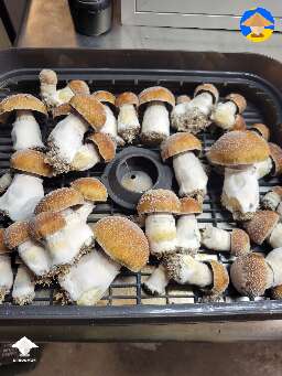 Here's my latest harvest