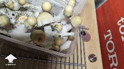 Bluey Vuitton magic mushrooms - flush 4