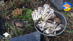 Harvesting Honey Fungus grown in my yard