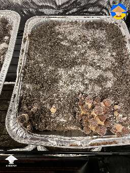 Pinning and fruiting in the grow tent