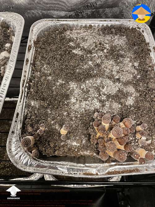 Pinning and fruiting in the grow tent