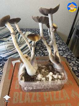 Golden teachers! Just was too lazy to pick today so they turned upwards a bit