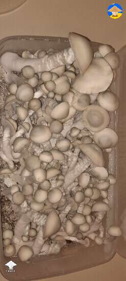 Gandalf magic mushrooms. Thank you for all the knowledge you have taught in the group