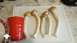 My tallest Penis Envy shrooms so far