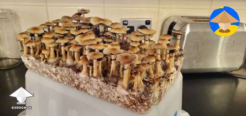 Amazing flush of Cubensis Z strain mushrooms
