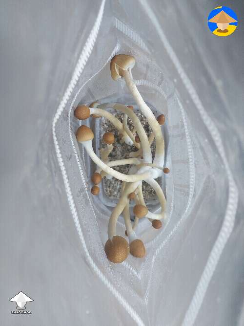 White under shrooms is mycelium?
