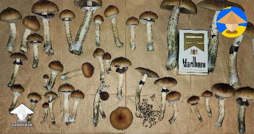 First time mushroom growing B+ strain 332 grams