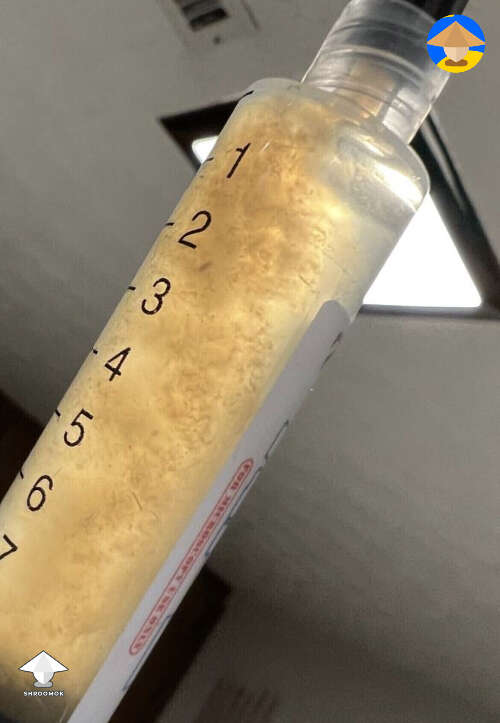 Albino Penis Envy liquid culture. Good and clear of any contam?