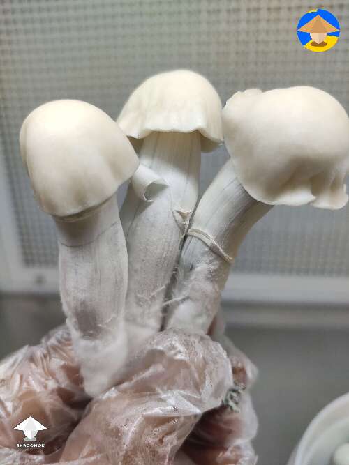 Some beautiful Nutcracker mushrooms
